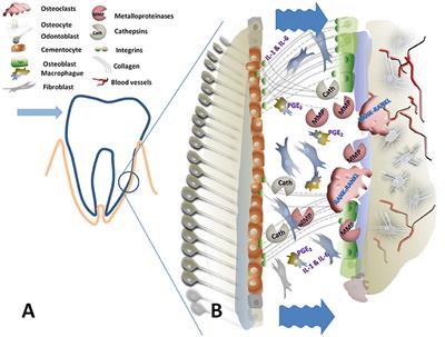 Does Oxidative Stress Induced by Alcohol Consumption Affect Orthodontic Treatment Outcome?